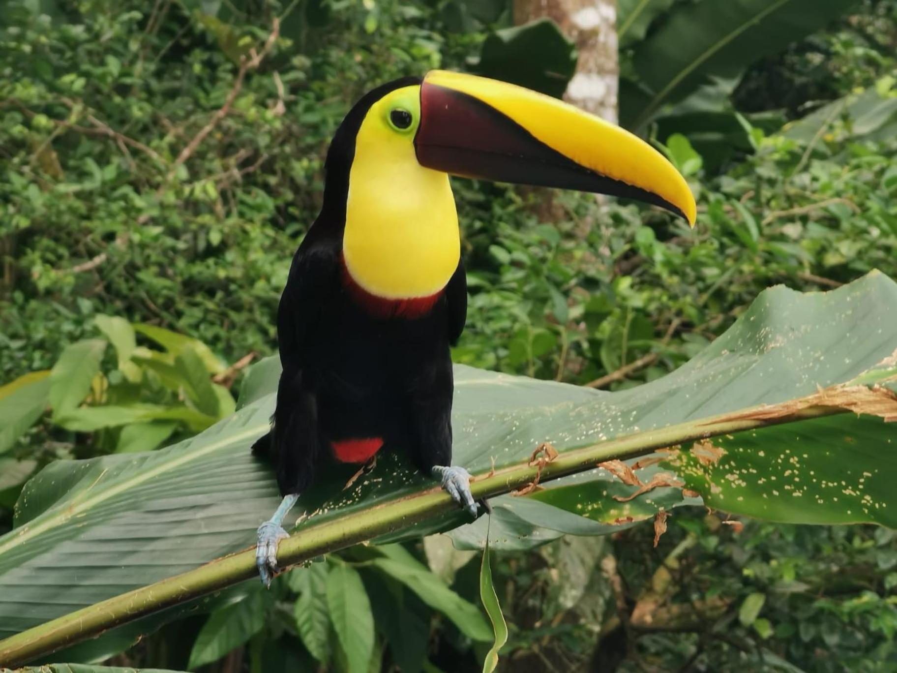 Villa Tucan La Fortuna Zewnętrze zdjęcie