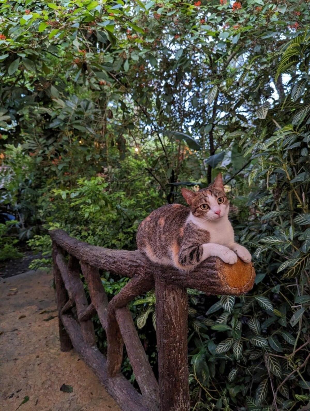 Villa Tucan La Fortuna Zewnętrze zdjęcie