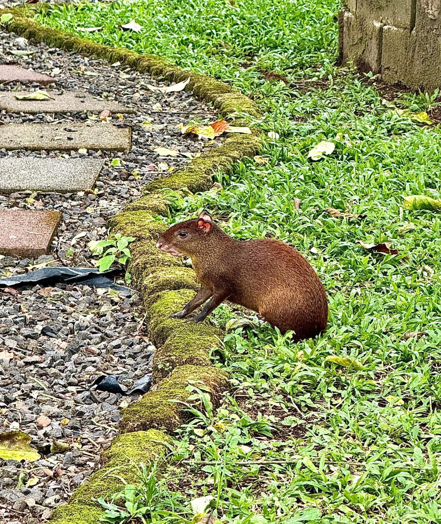 Villa Tucan La Fortuna Zewnętrze zdjęcie